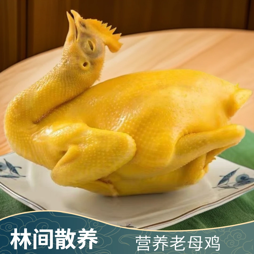 竹林溜达鸡盐焗老母鸡散养竹林咸香入味