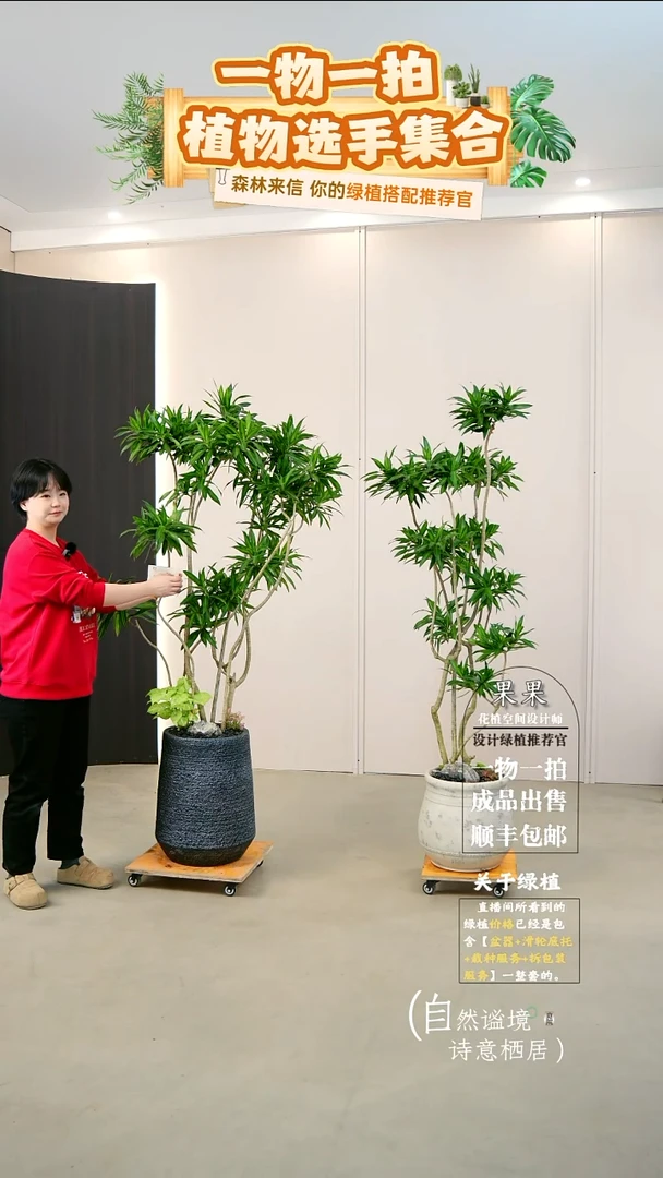 完全开放G****G金心百合竹一整套