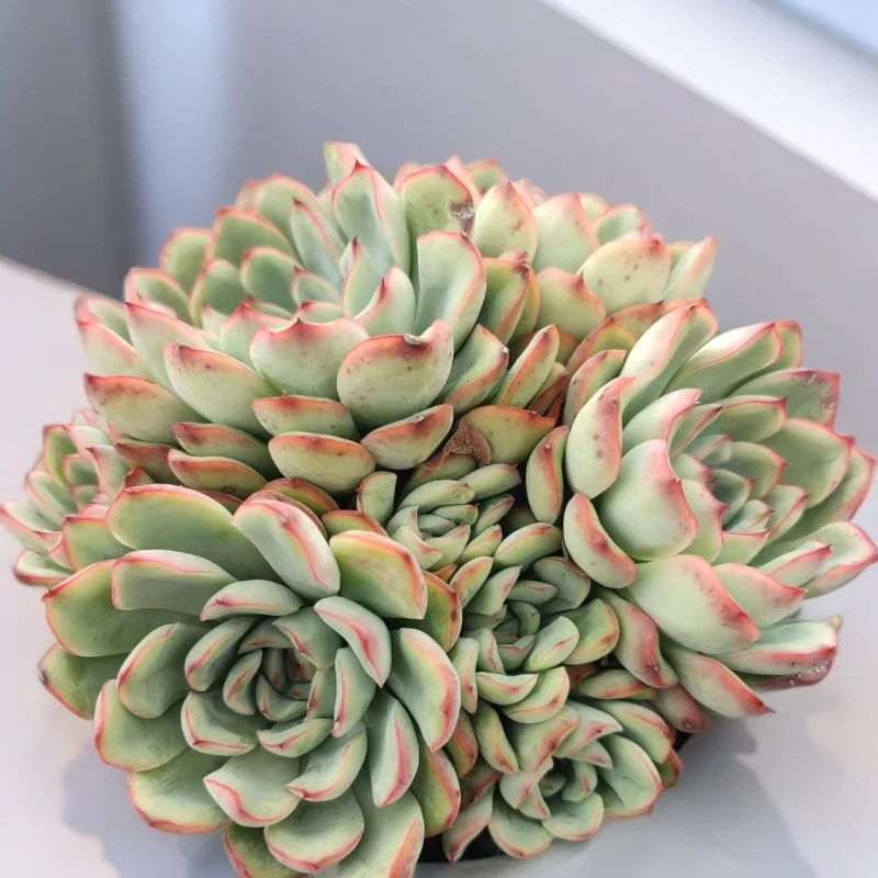 荷花多肉植物（九点九元包邮）以直播间展示为标准