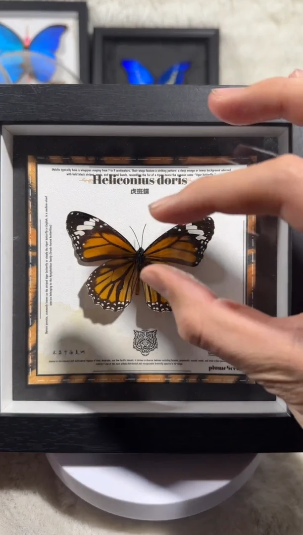 有机玻璃新虎斑6寸