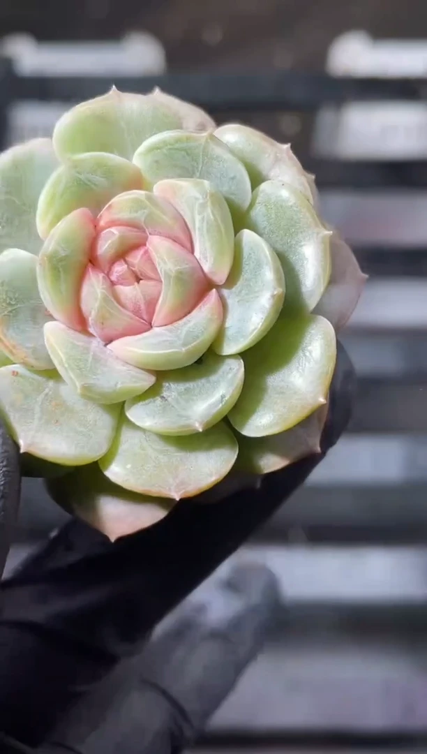 18-29 新珍妮4-5厘米量拍发一颗