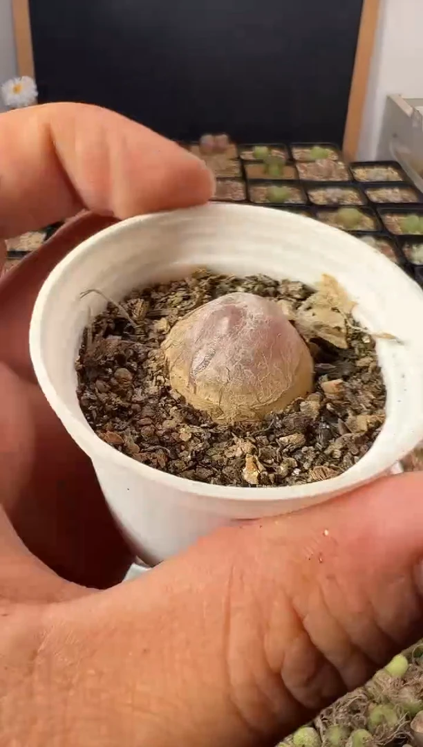一物一拍          15