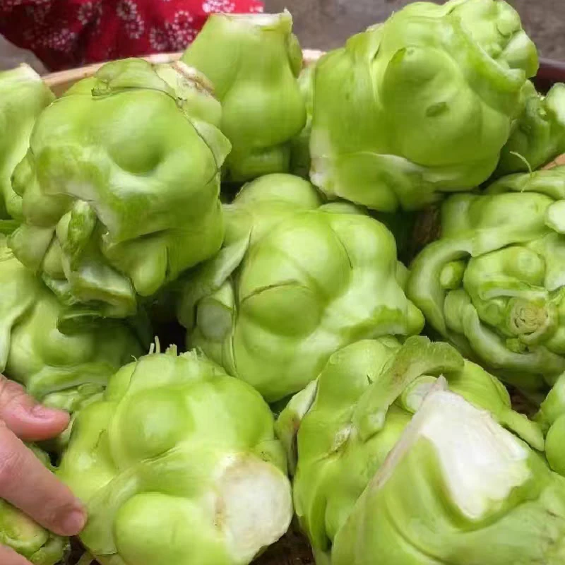 湖南湘西农家自种当季蔬菜包包菜