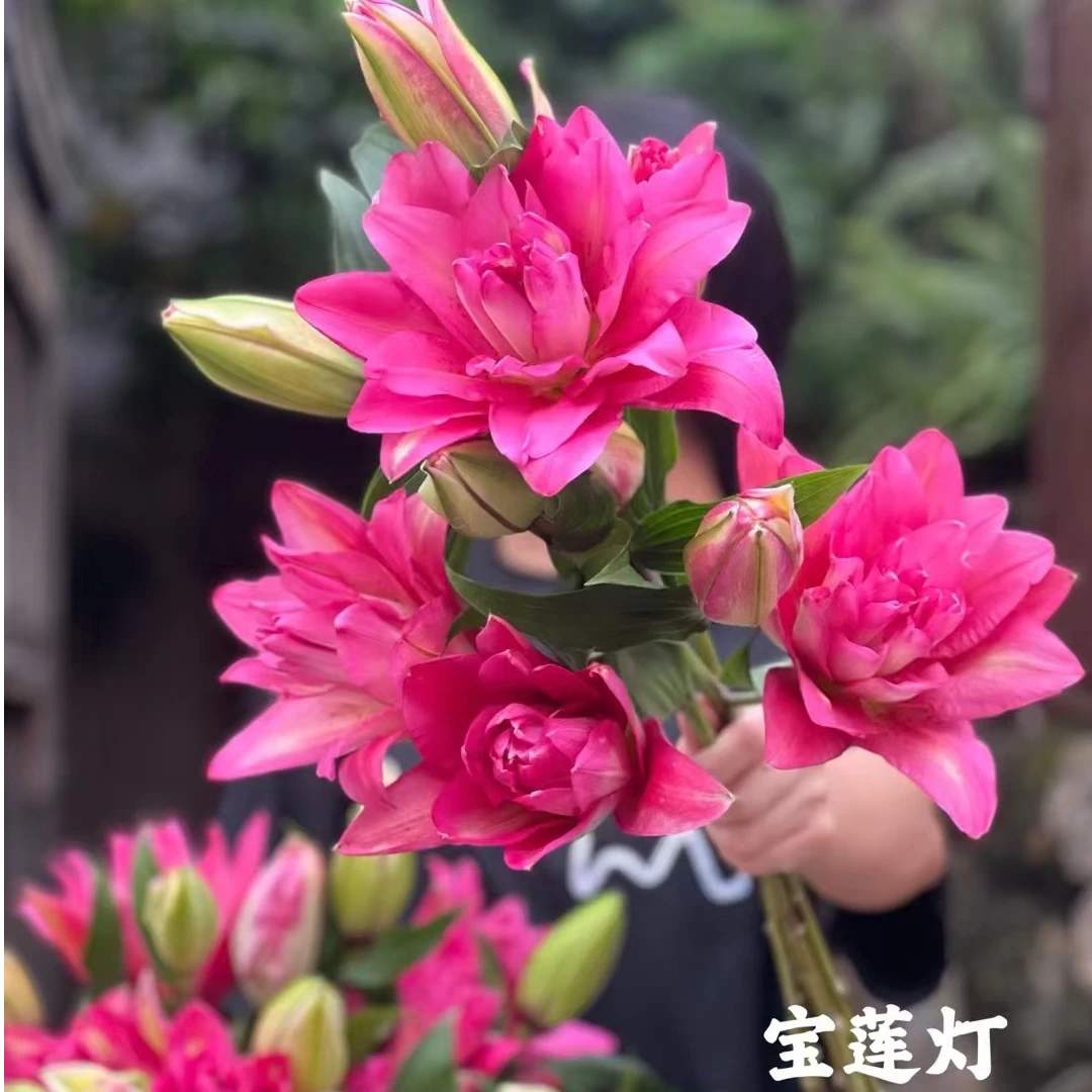 诗晚印象【宝莲灯】1颗16-18规格重瓣有香味重瓣系列百合种球