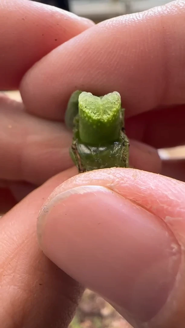 【闪购商品】13-246