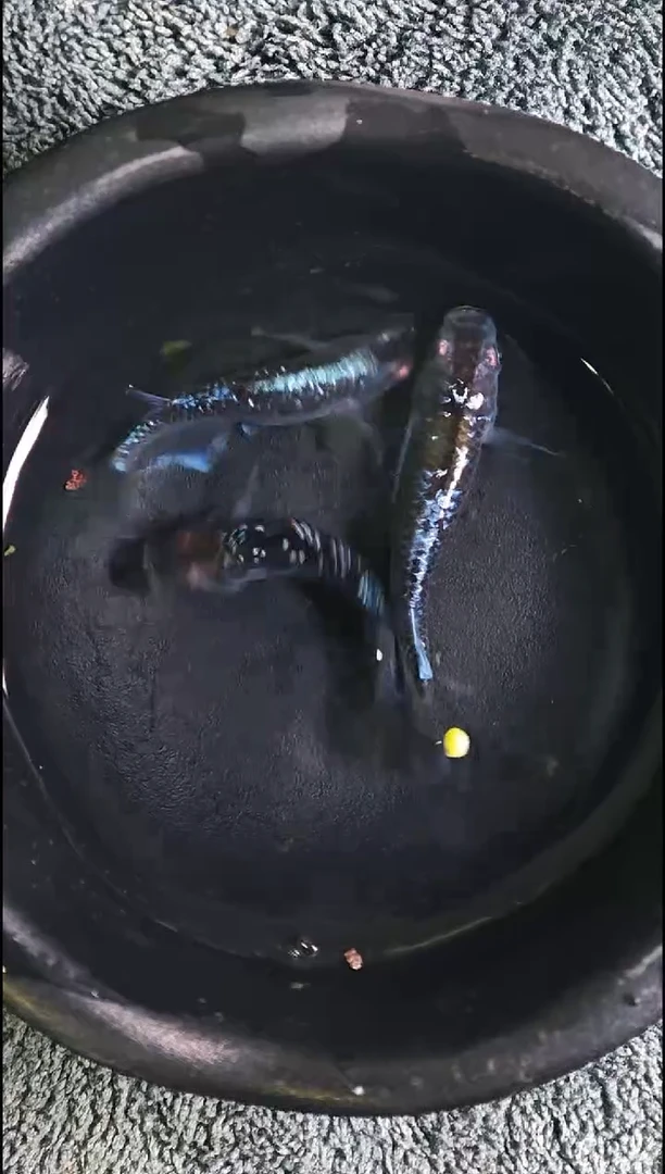 青鳉鱼观背青鳉02