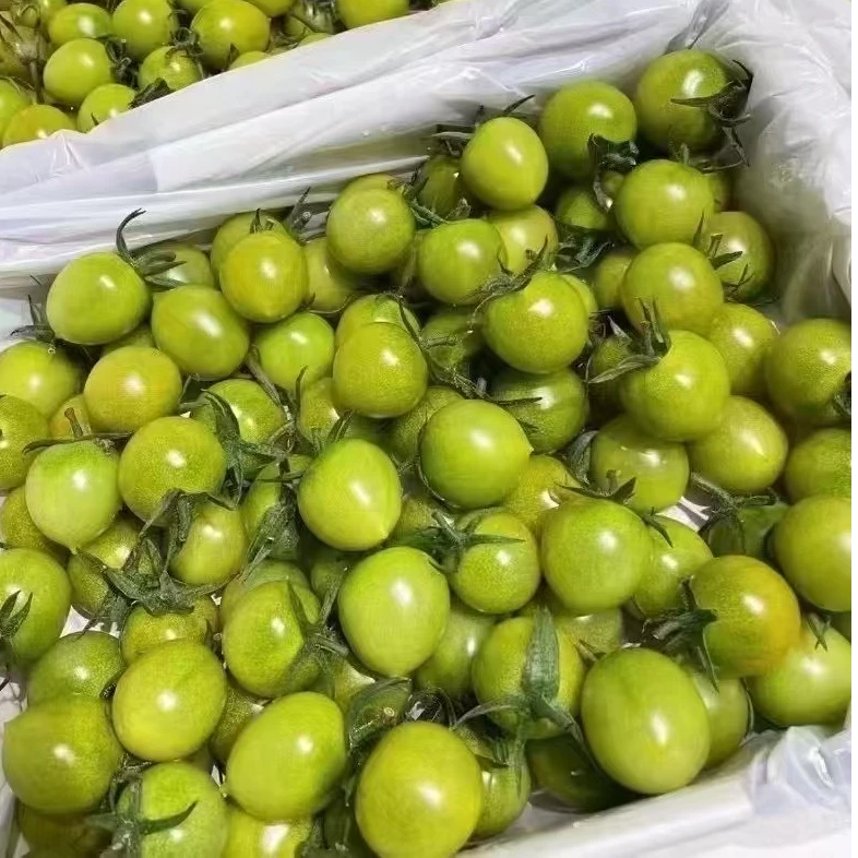 【爆汁小炸弹】青口番茄 彩虹营养 | 90天自然熟