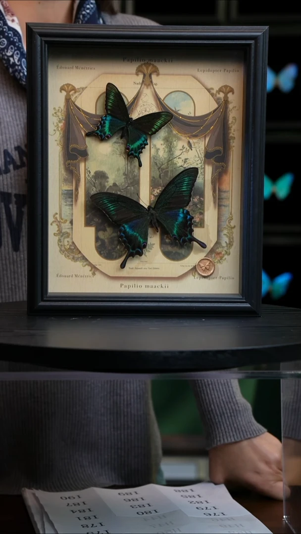 绿带翠凤蝶春夏型组合复古窗花款