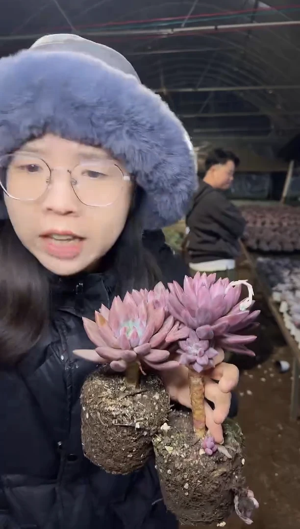 单头长腿虞美人2颗 5