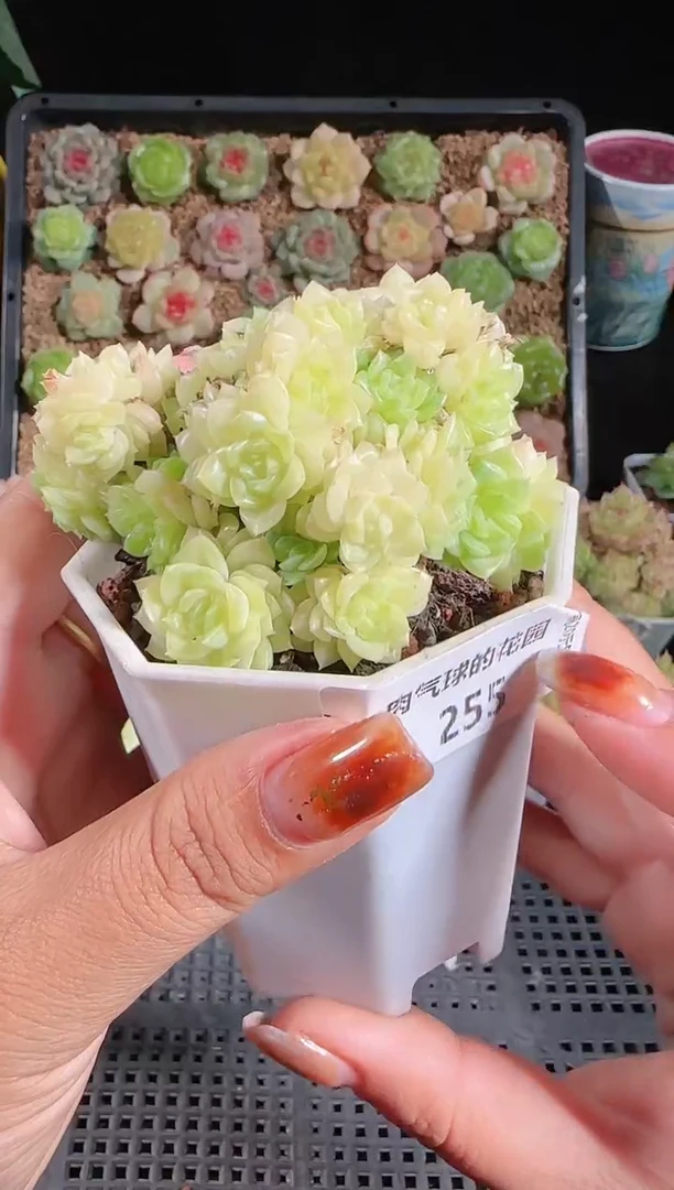 1030-255麦秆不包整