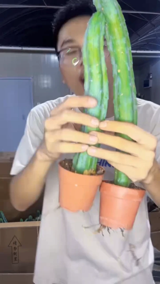 2颗 龙神木【带根】