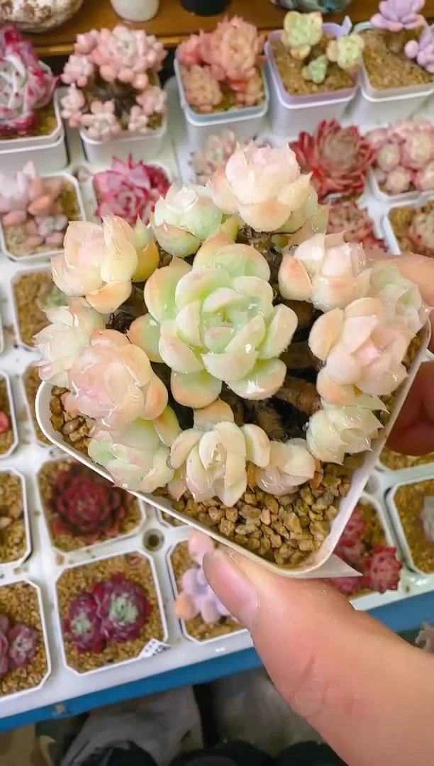 【闪购商品】凭—869—仙农（月影）