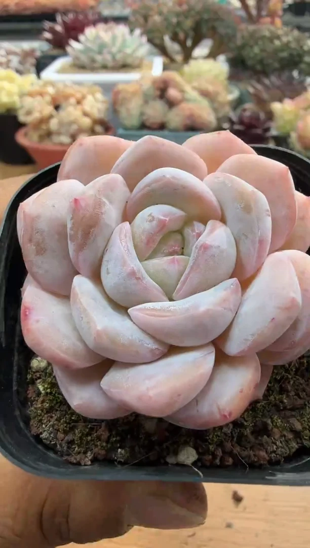 东云多肉园二店-42