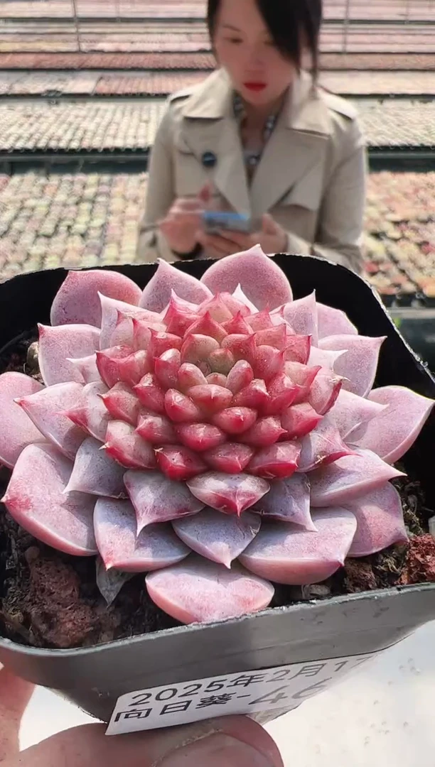 【闪购商品】向日葵-46