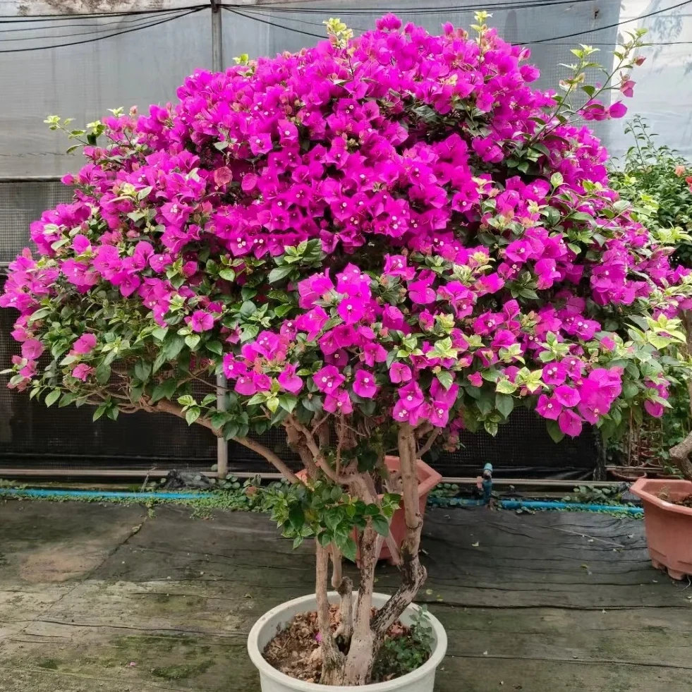 精品三角梅大盆带花发可室内庭院阳台四季不断开花好养易活绿植