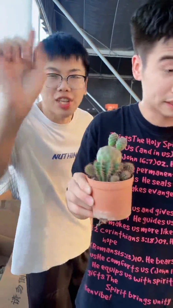 2颗 席克氏彩草【嫁接】单头起发 习志野