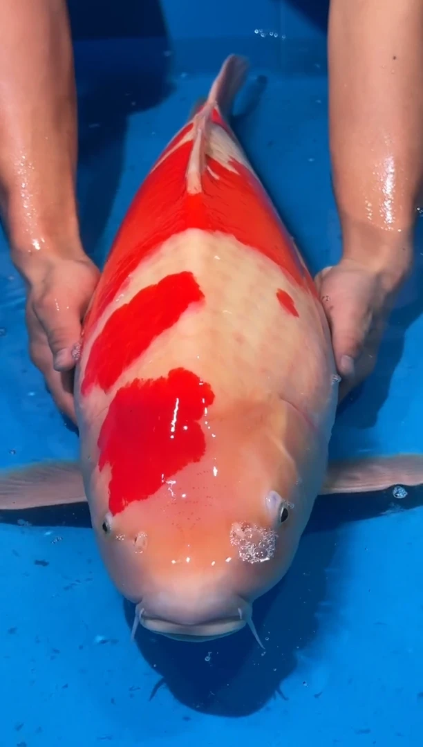 锦鲤佛山金隆锦鲤直播专用闪购链接，不支持天无理由退货退款