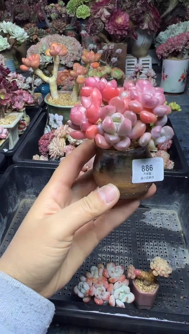 四*888              花盆