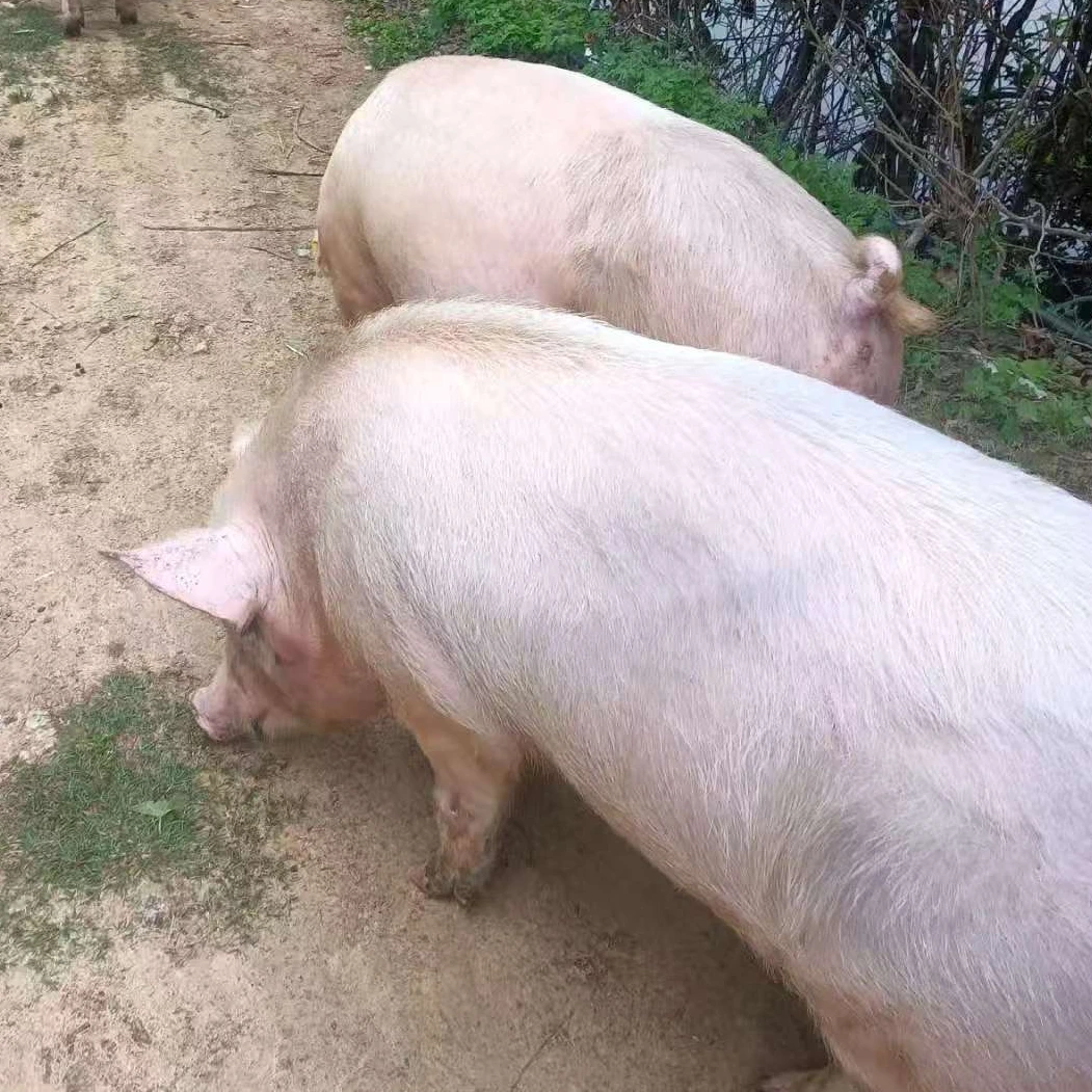 恩施高山熟食土猪肉农民家自己养的熟食猪肉现场散称【顺丰包邮】