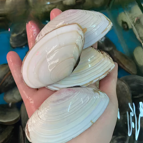 鲜活 白刀贝海鲜水产贝类野生刀贝 味道鲜甜 二斤（约18-22个）