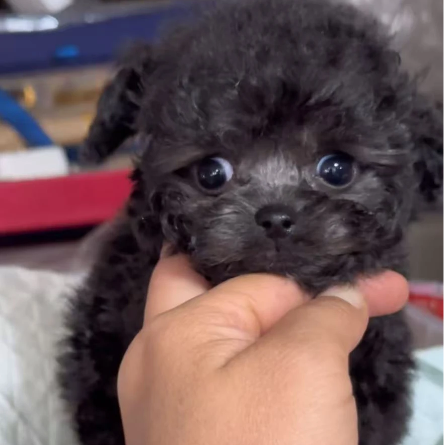 (一枚家养泰迪)狗狗活体