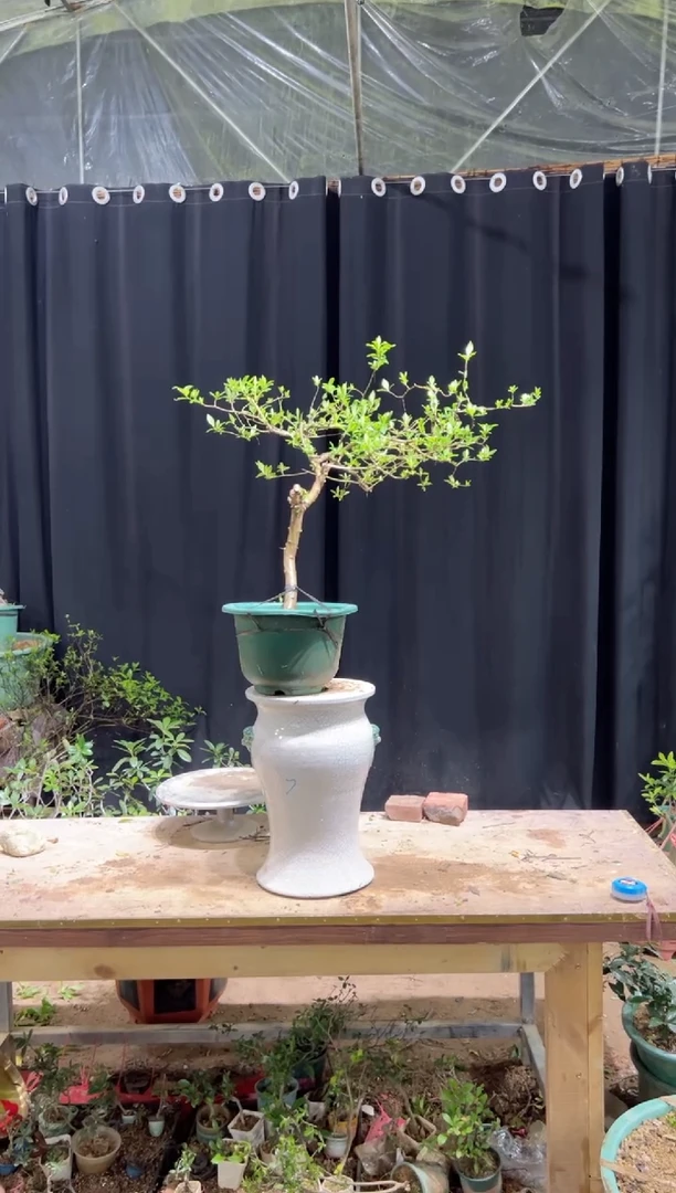 当前无花朵，栽培后可花朵丽****漆海岛栀子花