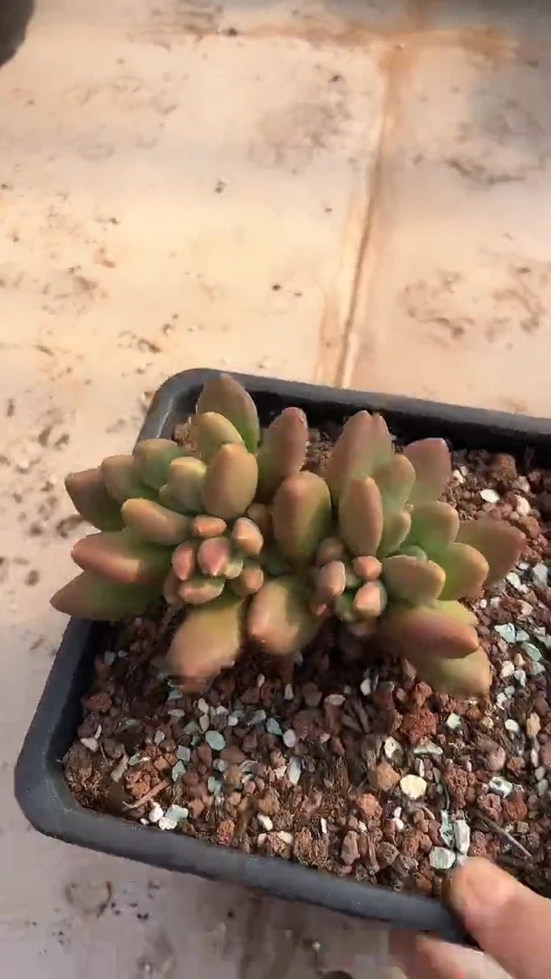 【闪购商品】老桩大的芒果奶多肉