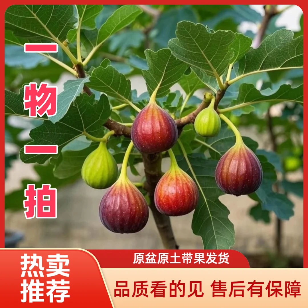 无花果树苗盆栽地栽阳台小院适合南北方（原盆原土带果发货)L