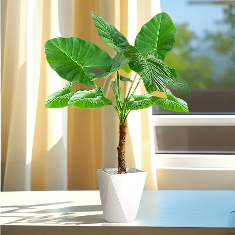 旺宅情绪绿植大型观音绿植大叶霸王芋滴水观音老桩四季常绿