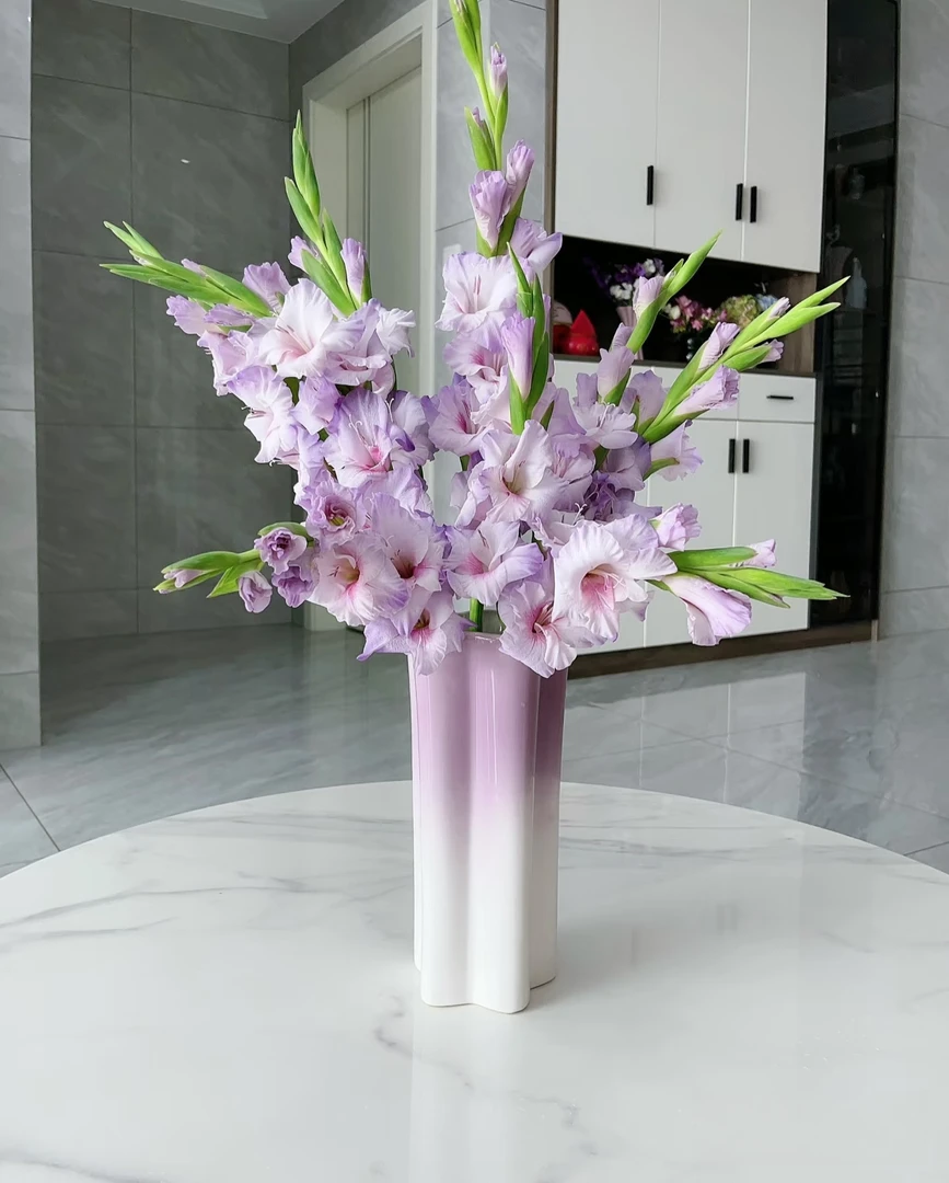 两单包邮！诺迪卡（剑兰）花