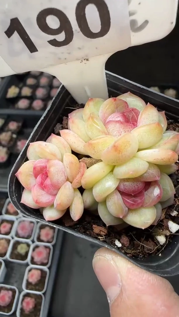 【闪购商品】一物一拍0214—190