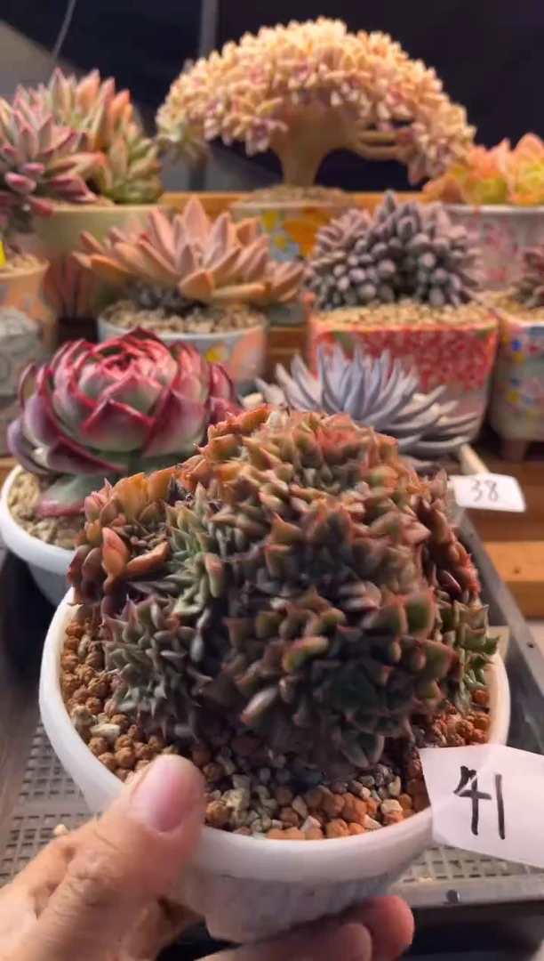 11.17-41斯特拉11111111111