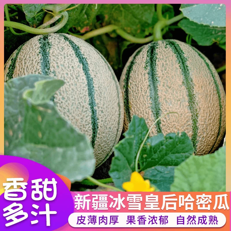 【新疆直发顺丰空运】新疆老汉瓜冰雪皇后哈密瓜香甜新鲜当季水果