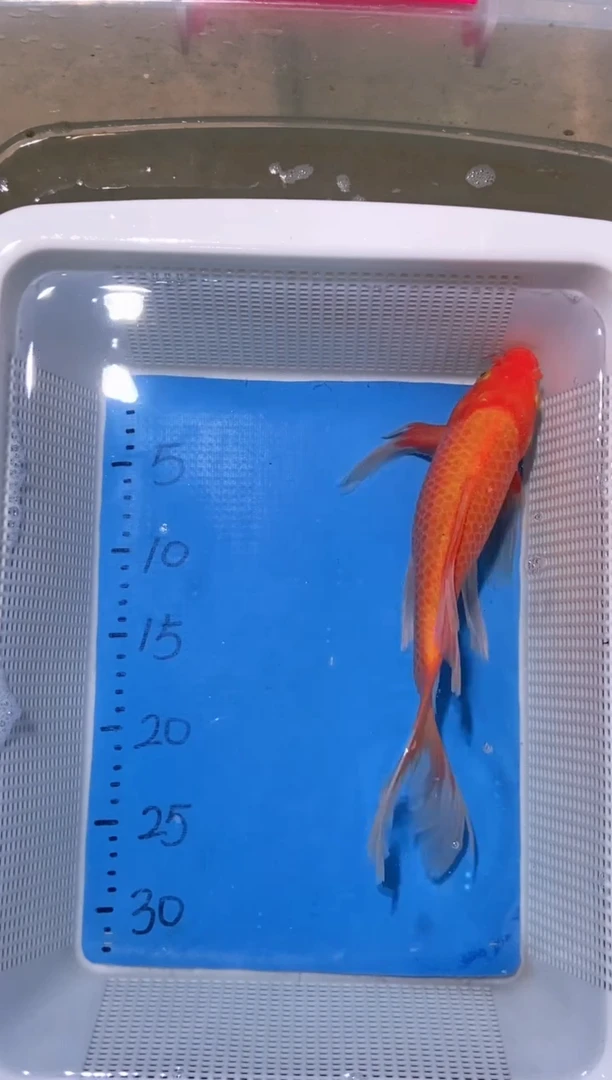 锦鲤锦鲤蝴蝶鲤鱼拍开箱视频包售后