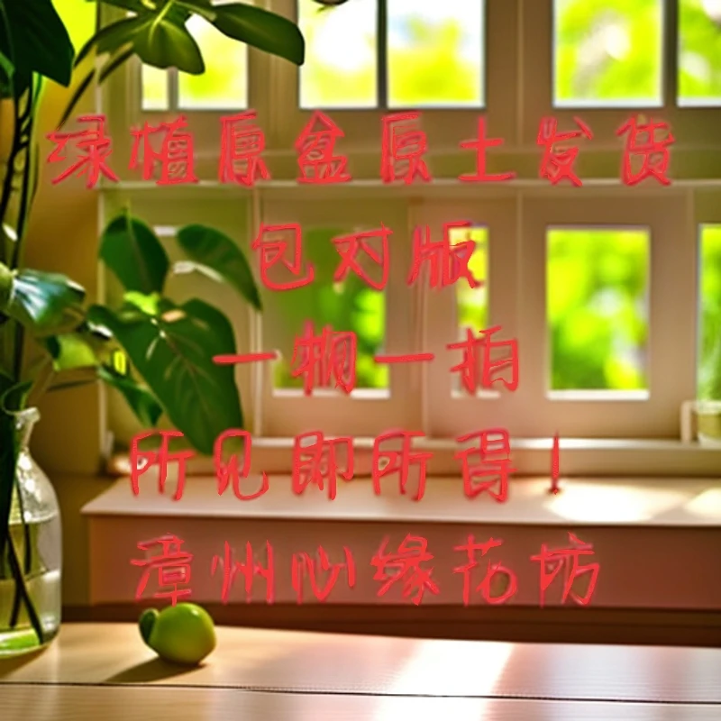 绿植原盆原土一物一拍