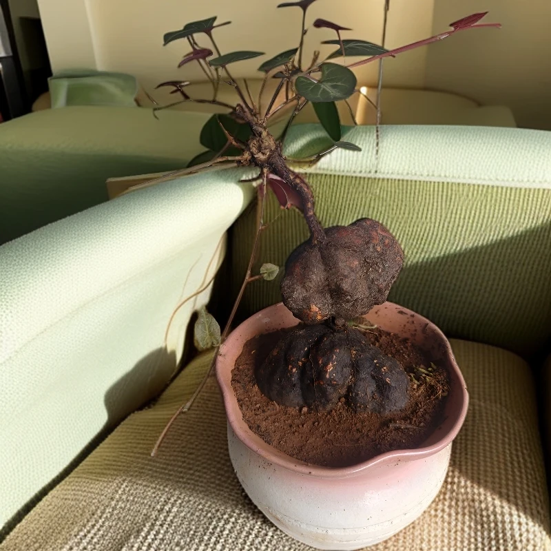 云南何首乌盆栽野生何首乌室内外可养趣味掌上微型小绿植爬藤