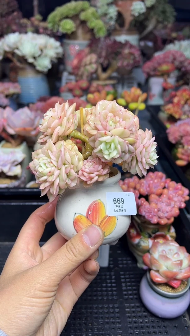 淼**?669              花盆