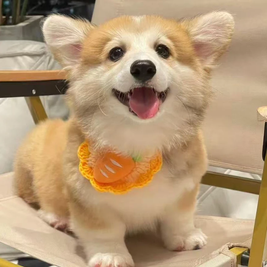 {军淼犬業}狗狗活体