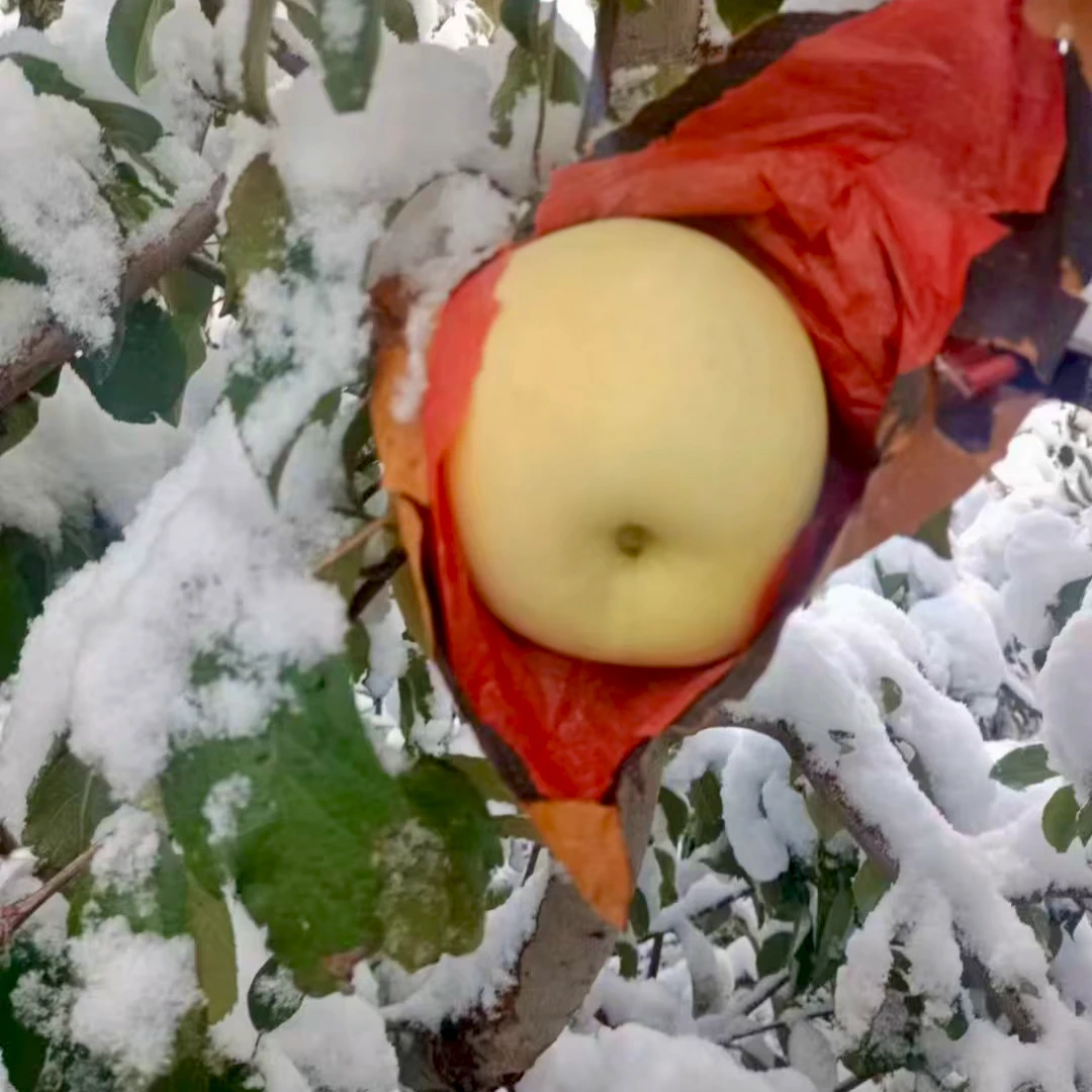 壹家壹树奶油富士苹果脆甜多汁新鲜水果9枚装