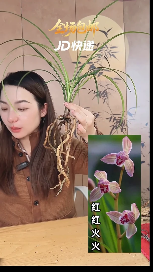 当前无花栽培后可以开花：红红火火