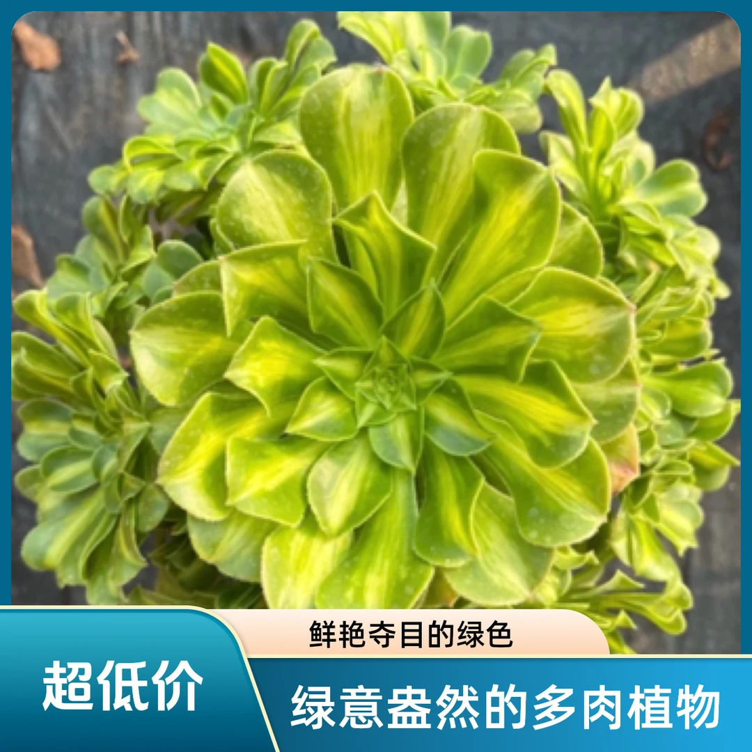 粉丝灯牌包邮『翡翠琉璃』多肉植物盆栽脱土裸根发货小损不包