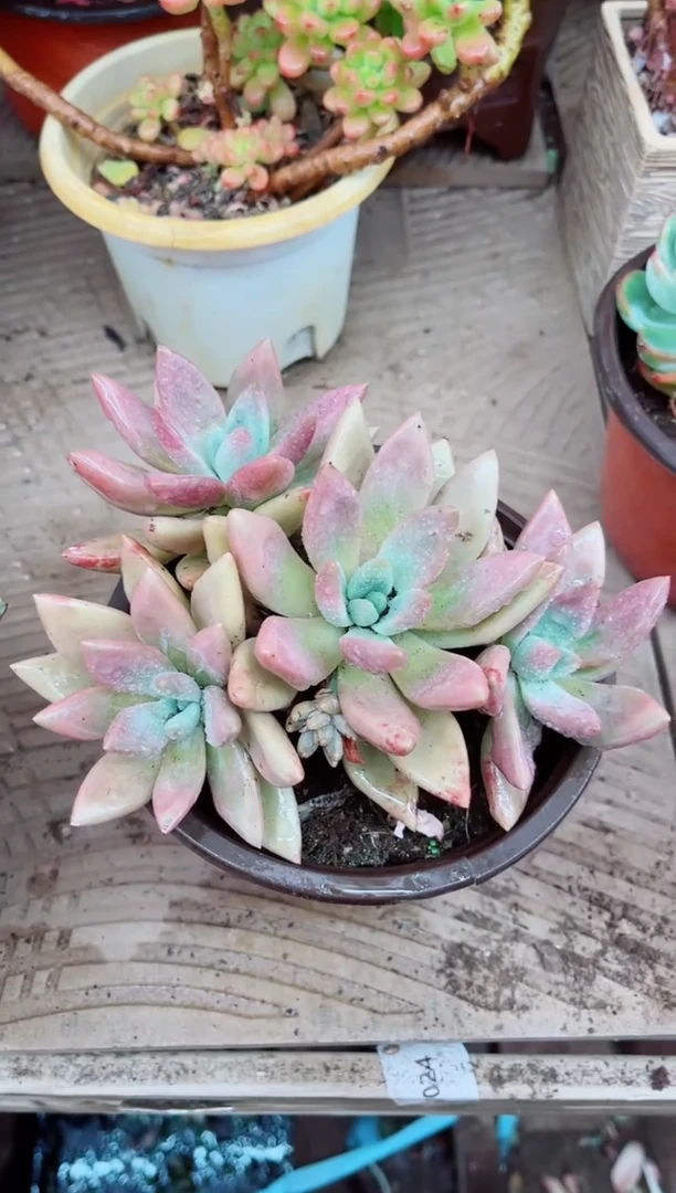 语*蝶05024多肉植物一物一拍