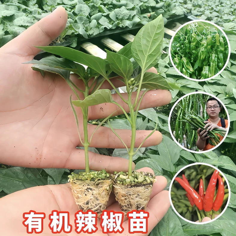 辣椒苗大全螺丝椒苗牛角椒苗绿植长线椒苗蔬菜苗薄皮椒苗朝天椒苗