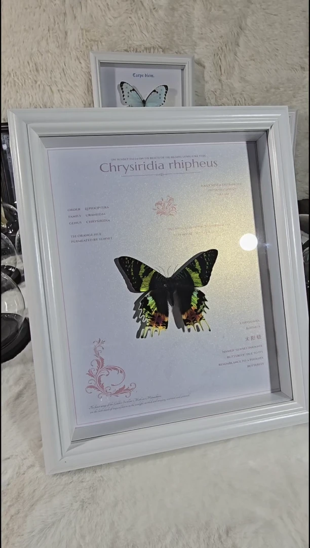 太阳蛾10寸大相框