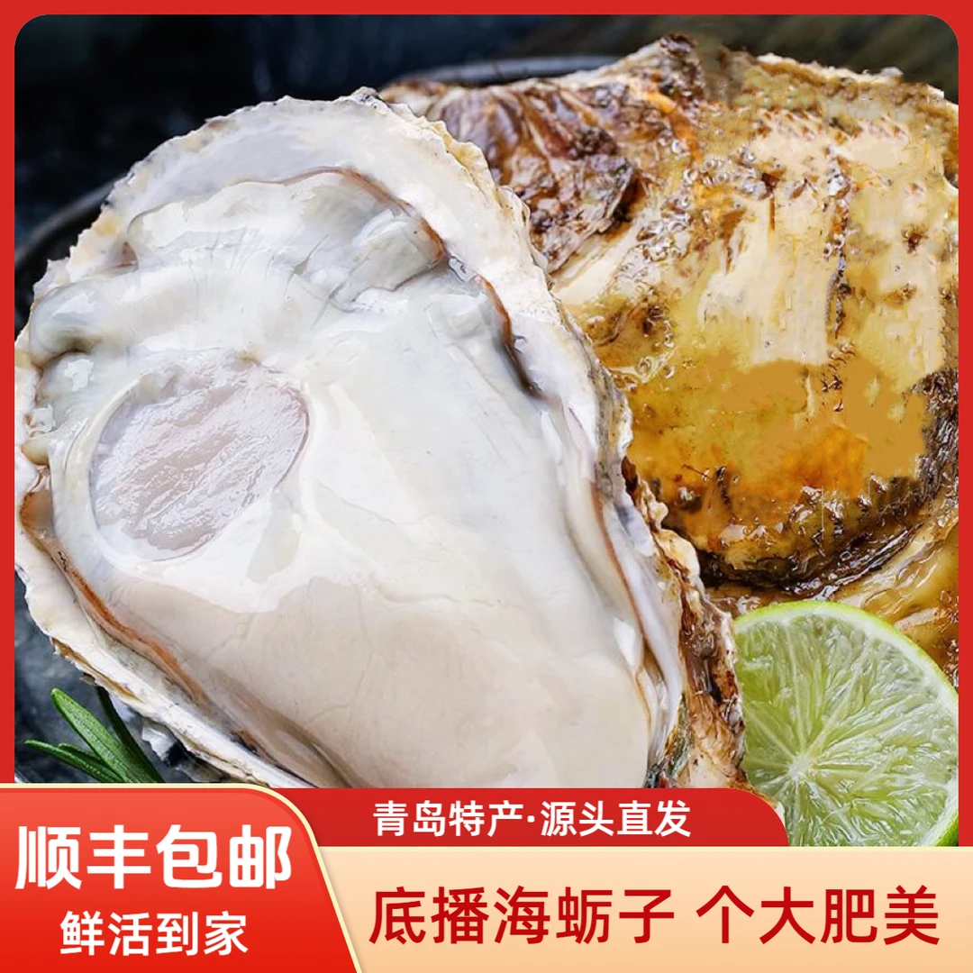底播牡蛎 大海蛎子 青岛新鲜海蛎子 生蚝 拍5斤发7斤 源头直发 4两左右/个