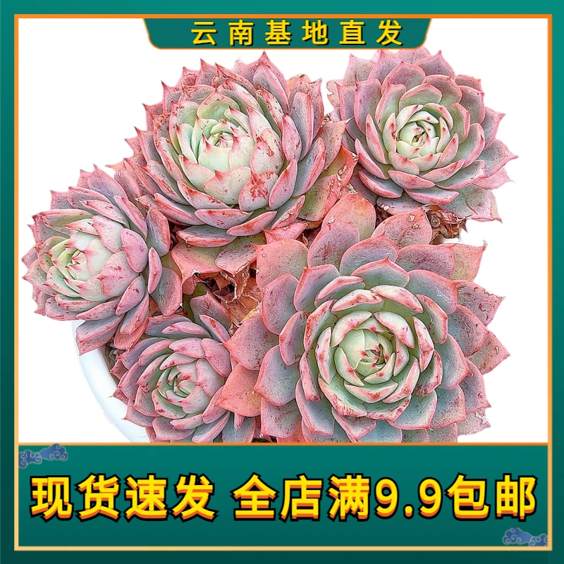 【群生林杰安娜 满9.9包邮】星花怒放阳台露台办公多肉植物栽种养护