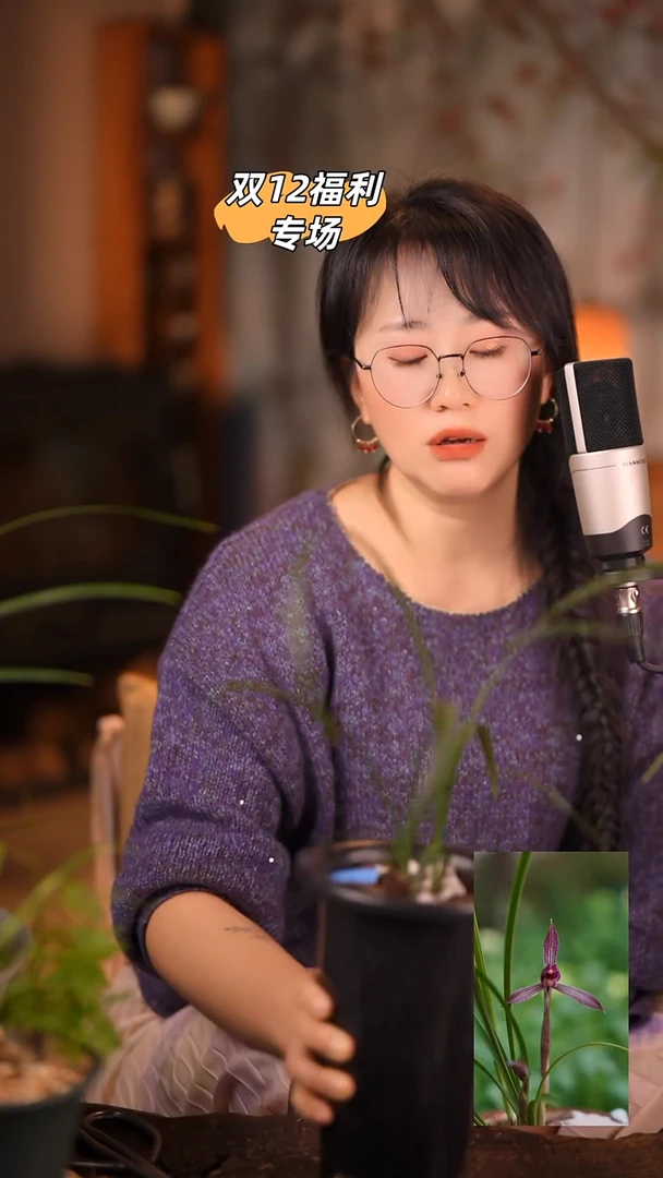 全部花苞【红楼梦】2苗裸根发货