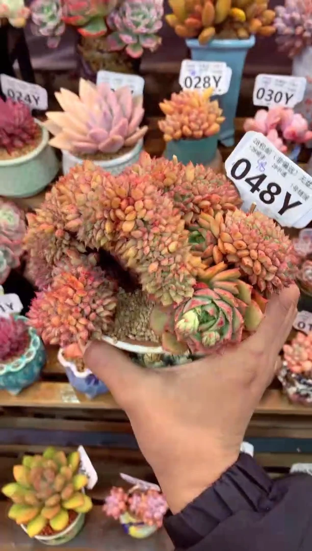 048Y（一物一拍，精品多肉，w所见即所得 ）