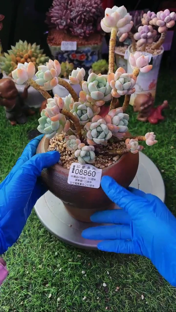 昆明印象多肉08860