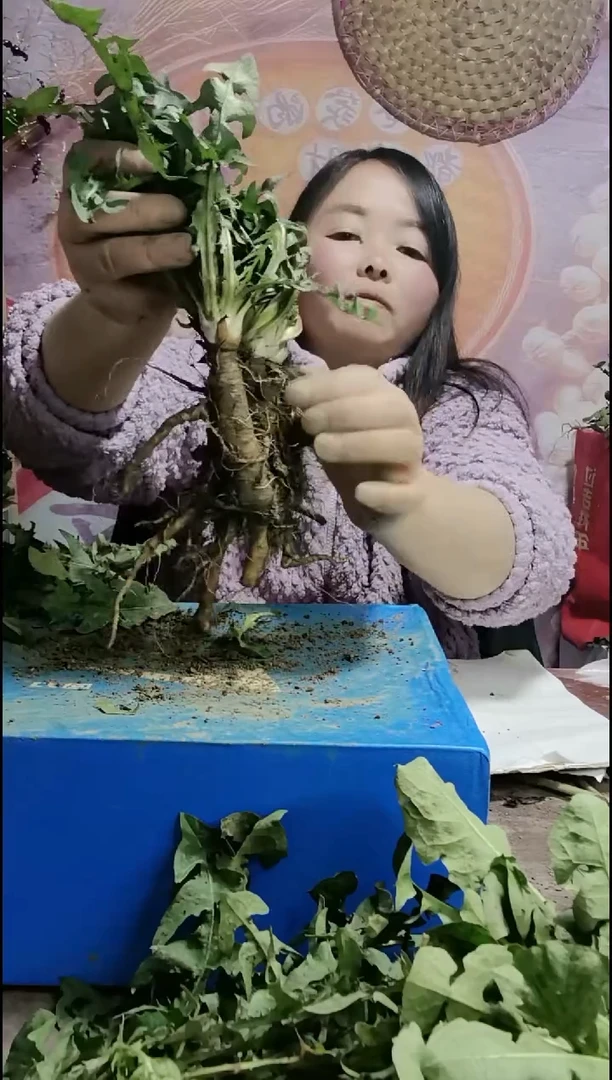 少量花朵（建议范围：2朵-5朵 或40%以下）木*李蒲公英